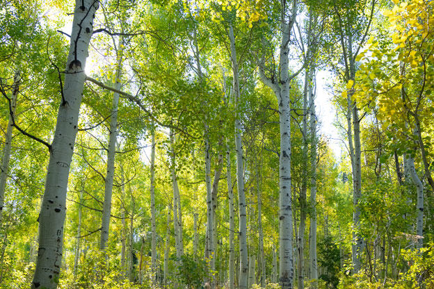 scenery-usa-nature-vegetation