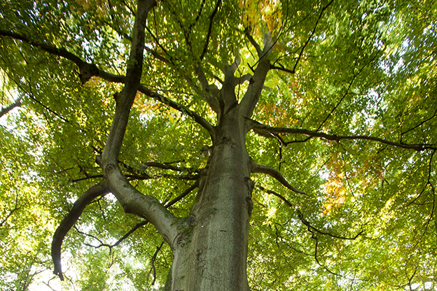 Danzer_Buche_MG_9757-1