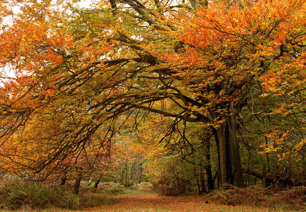 beautiful-shot-trees-with-colorful-leaves-autumn-forest_600x416