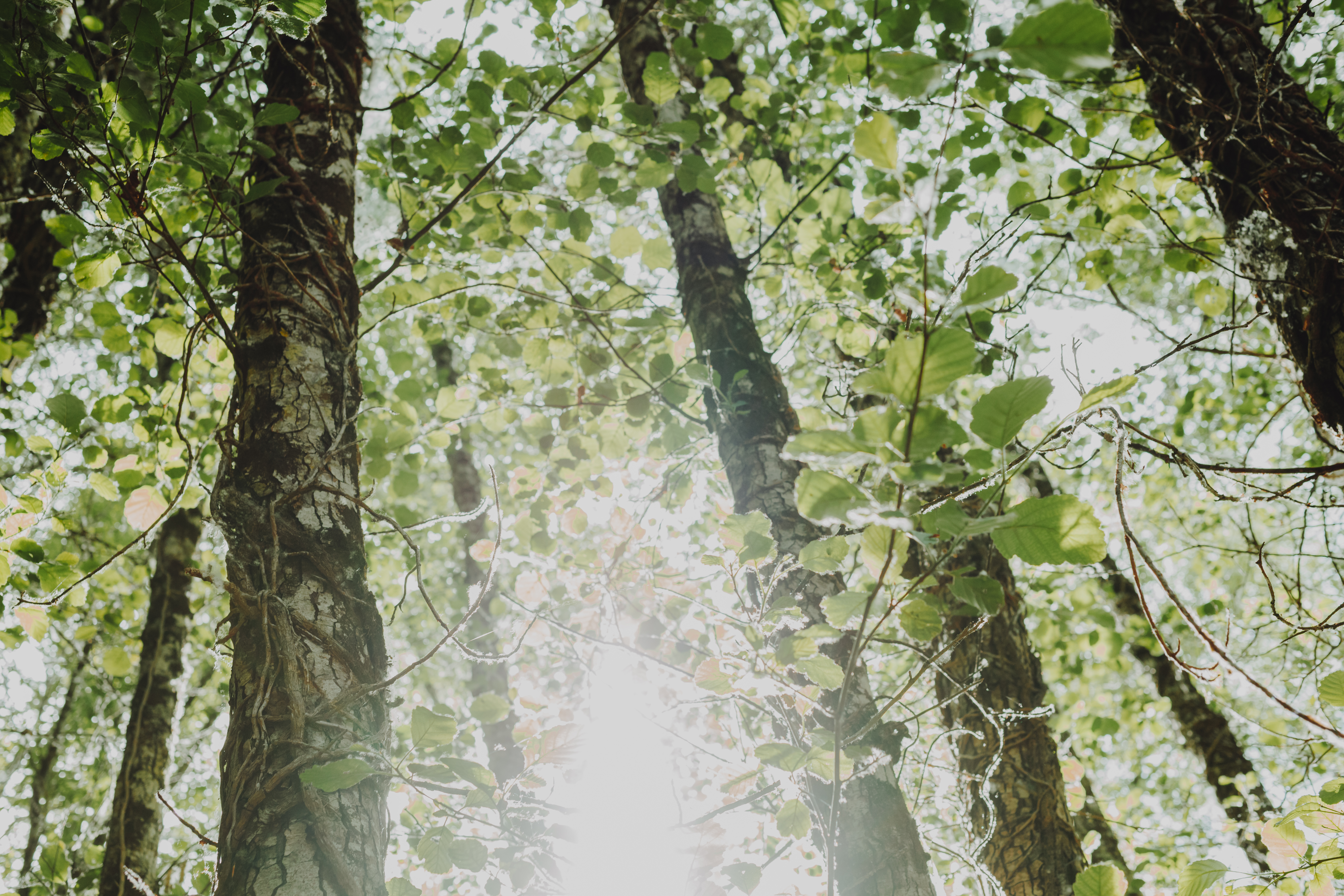 bottom-view-group-trees