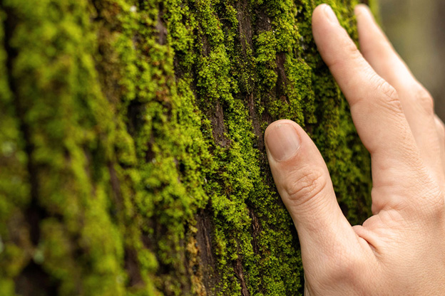 A hand touching the moss-covered bark of a large hardwood tree, symbolizing the connection between resource efficiency and nature.