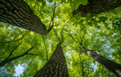 low-angle-perspective-tree-with-beautiful-canopy_175x112