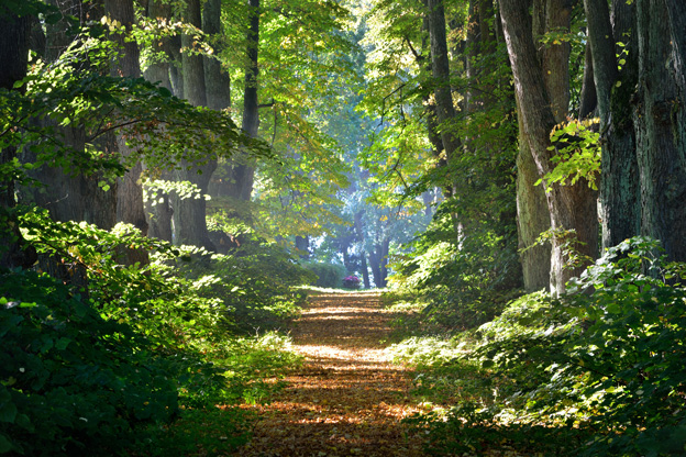 A sun-drenched path winding through a dense hardwood forest, illustrating Danzer's long-term commitment to sustainable wood sourcing.